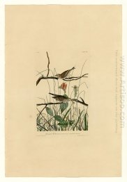 Piring 109 Savannah Finch