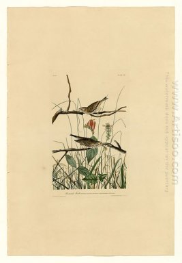 Plate 109 Savannah Finch