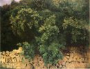 Ilex Bois Majorque 1908