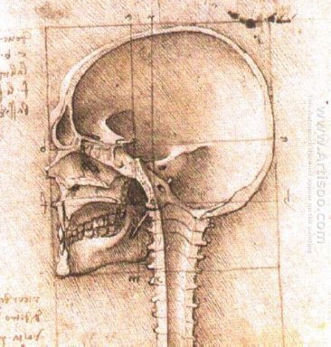 Vista di un cranio 1
