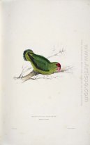 Psittacula Taranta. Abyssinian Parrakeet (Abyssinian Lovebird)