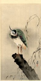 Lapwing Di Pohon Kekar