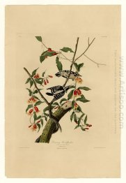 Piring 112 Downy Woodpecker