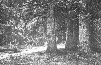 Fir In De Shuvalov Park 1886