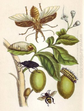 dari Metamorphosis insectorum Surinamensium, Plat XLVIII