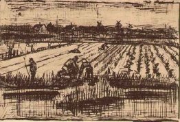 Kentang Lapangan 1882