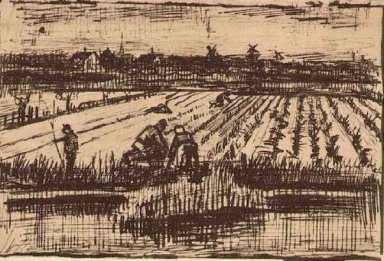 Kentang Lapangan 1882