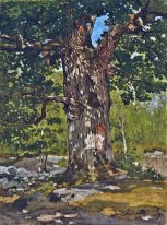 Den Bodmer Oak