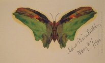 butterfly 1900