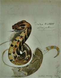 Estudo Puff Adder