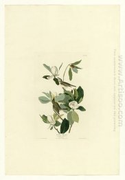 Placa 118 Warbling Flycatcher