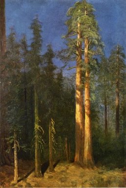 kalifornien redwoodträd