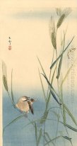 Songbird em Barley Stalk