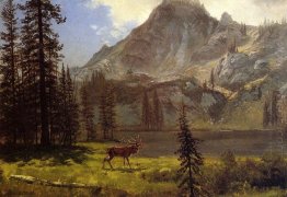 call of the wild