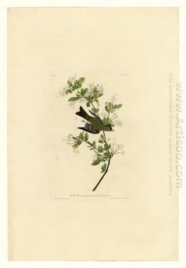 Piatto 115 Wood Pewee