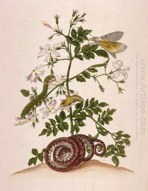 Metamorfosi di insetti Surinamensium