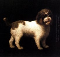 Een Water Spaniel