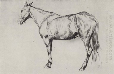 Pferd 1884