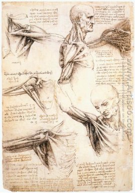 Studi Anatomi Bahu