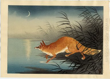 Fox in the reeds