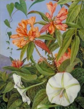 A Javan Rhododendron dan Ipomoea