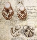 Vedute del feto nel grembo materno Jpg