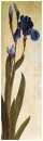 iris troiana