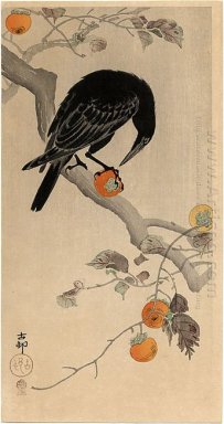 Crow äta en Persimmon