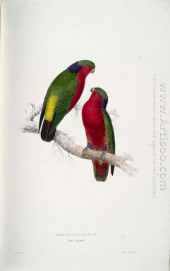 Psittacula kuhlii (Kuhl yang Lorikeets)