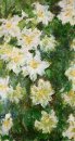 Witte Clematis 1887
