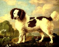 Bianco Marrone E Norfolk Or Water Spaniel