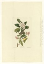 Plate 103 Kanada Warbler