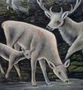 Deer Family At Waterhole