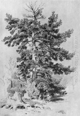 Pine 1889