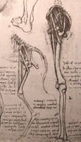 Desenho da Anatomia Comparada das pernas de um homem e uma Do