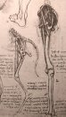 Dibujo de la anatomía comparada de las piernas de un hombre y un