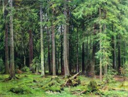 Forest In Mordvinovo 1891
