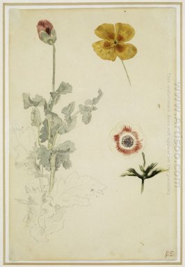 Etude de fleurs 1850