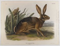 Kalifornien Hare