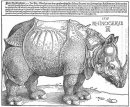 rinoceronte de 1515