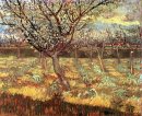 Aprikosen-Bäume in der Blüte 1888