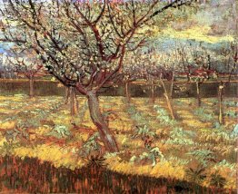Árvores de abricó na flor 1888