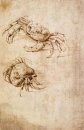 Studies Of Crabs