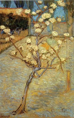 Pear Tree Di Blossom