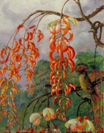 Flores de uma árvore Coral e Rei dos Flycatchers, Brasil