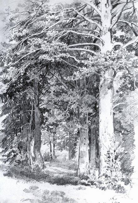 Pine Forest 1889
