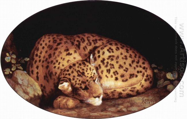 Sleeping Leopard 1777