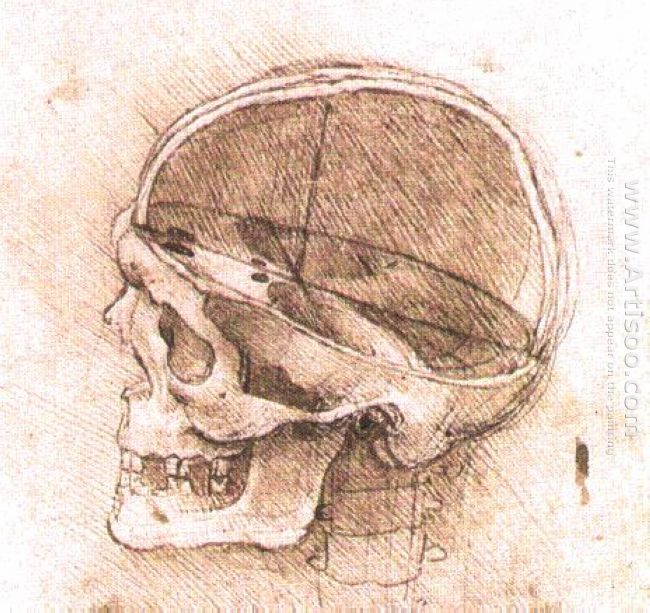 Vista di un cranio