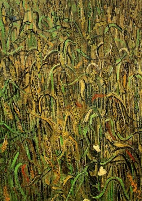 Ears Of Wheat 1890